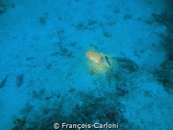 Fish under the spot light by François Carloni 